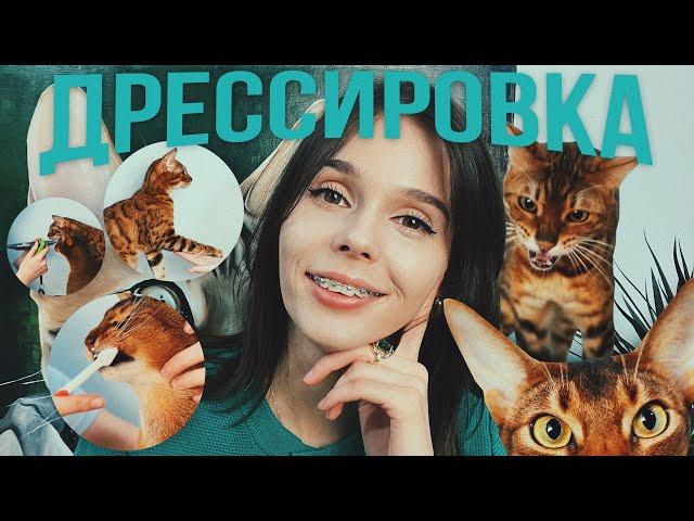 НАУЧИТЬ КОТА ЧЕМУ УГОДНО / ДРЕССИРОВКА БЕНГАЛЬСКОГО И АБИССИНСКОГО КОТОВ