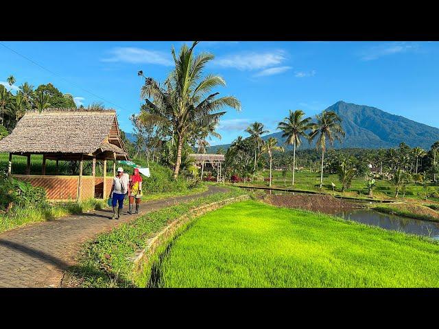 ADEM TENAN, Suasana Pedesaan Jawa Timur - Banyuwangi Di Pagi Hari. Bikin Betah Berlama-lama Disini