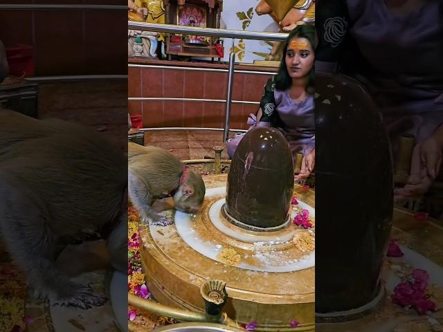 Mahadev trending status  Bholenath status ️ Mahakal status  #mahadev #bholenath #mahakal #shiv