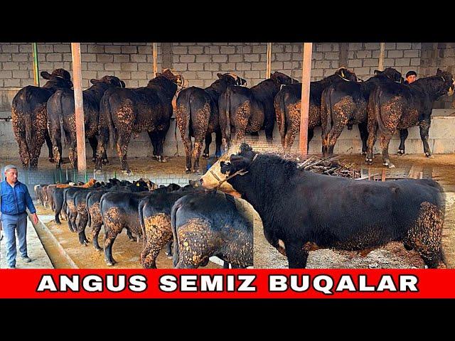 ANGUS BUQALAR ️ 90-629-99-01 ZODLI SEMIZ BUQALAR SOTILADI ARZONCHI AKA