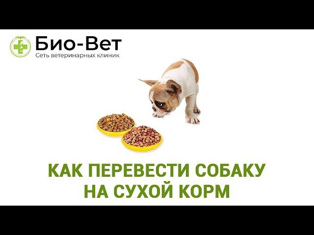 Как Перевести Собаку На Сухой Корм&Чем Кормить Собаку. Ветклиника Био-Вет