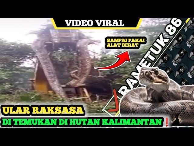 ular terbesar di dunia viral || inilah video penjelasannya