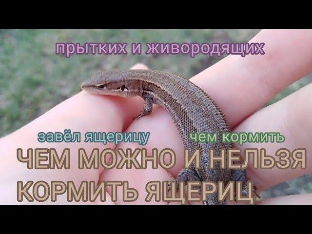 Чем МОЖНО и чем НЕЛЬЗЯ кормить ящериц?