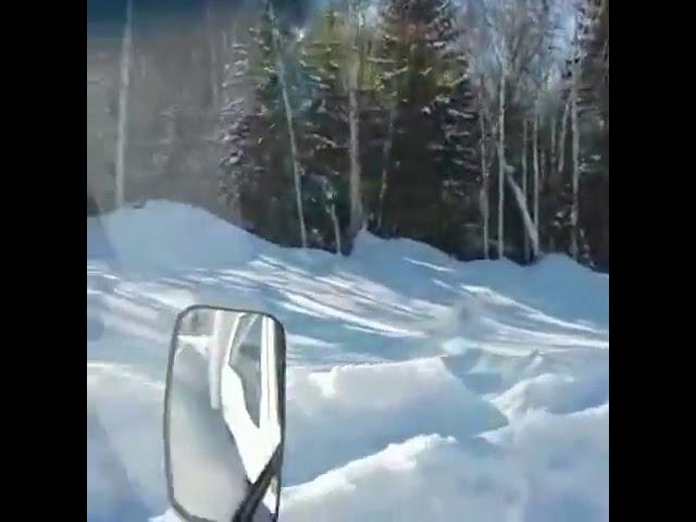 "Охота" на кабана. Кто уже перезарядился два раза?