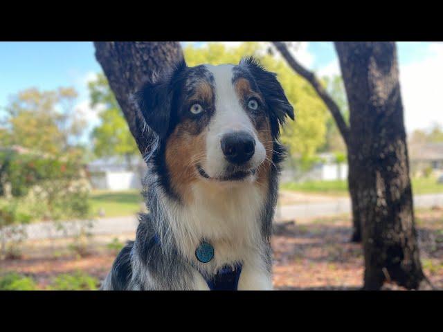 Talking Dog Compilation #dogs #talkingdog #fluentpet #australianshepherd