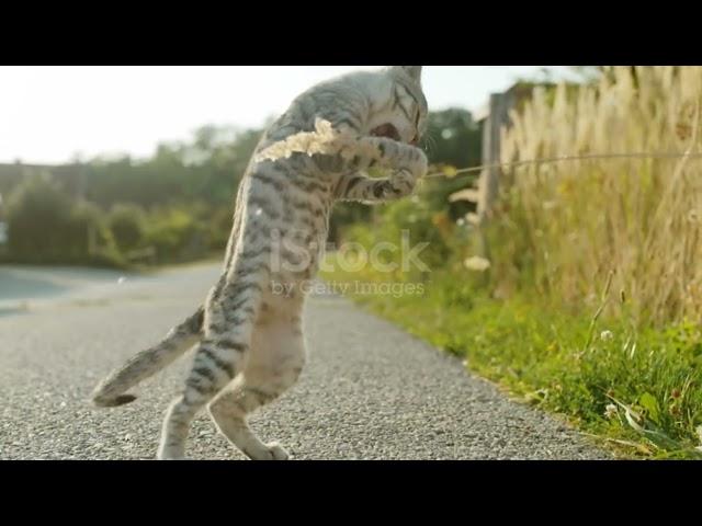 Playful Kittens: Adorably Mischievous Moments #shortvideo #shorts