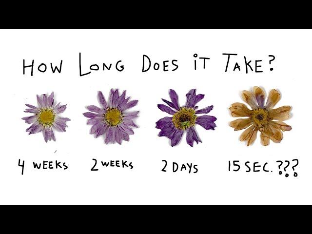 How To Press Flowers - 4 different methods (Can they press in 15 seconds?)