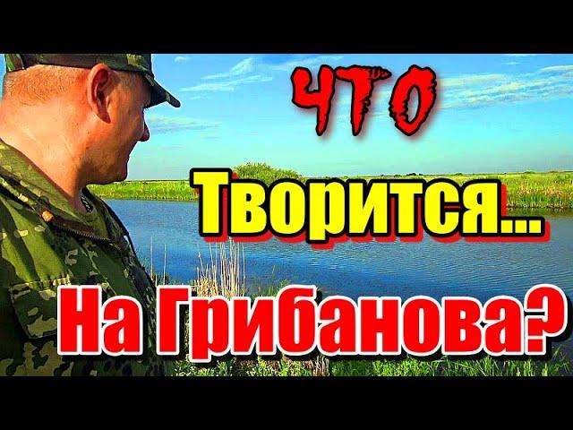 ЧТО ТВОРИТСЯ НА ГРИБАНОВА??? РЕКА ИШИМ. #рыбалка #казахстан #астана #чтотворится #ишим