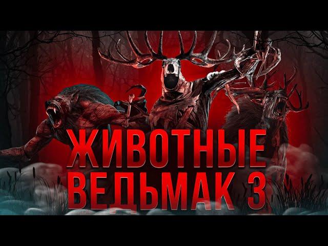 Биология монстров Ведьмак 3 | Ч.1 | Спекулятивная биология