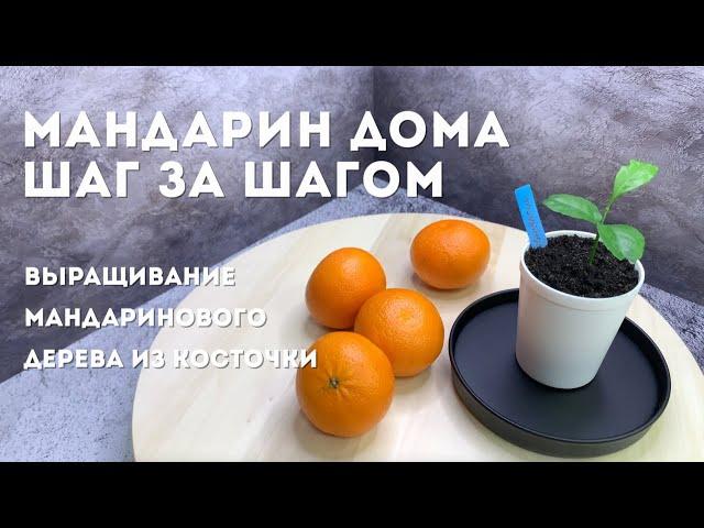 Мандарин дома. Шаг за шагом | Выращивание мандарина из косточки [СНАЧАЛА БЫЛО СЕМЕЧКО]