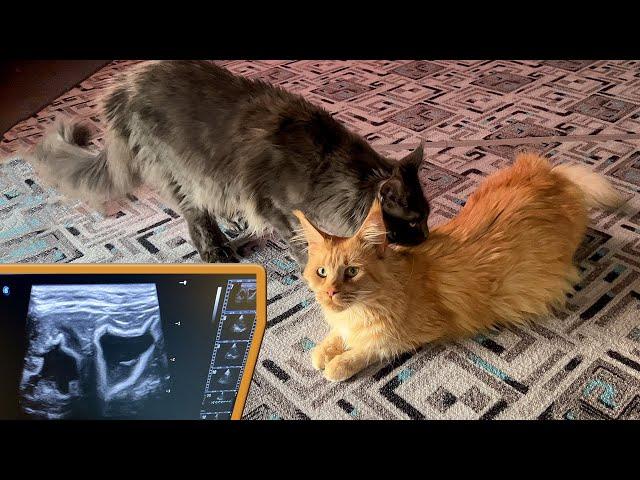 MAINE COON KITTENS have dissipated during pregnancy / Abortion in a cat