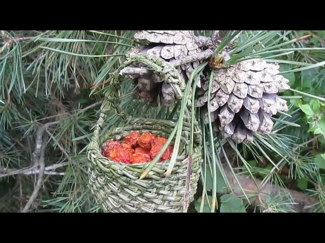 Корзинка из сосновых иголок | Pine needle basket | Сандра Мастерица