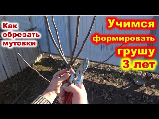 ФОРМИРОВКА КРОНЫ у ГРУШИ 3 лет. Что делать с рогаткой?