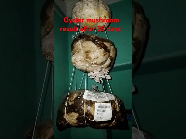 Oyster mushroom result after 35 days at home #nature organic vegetables food video #