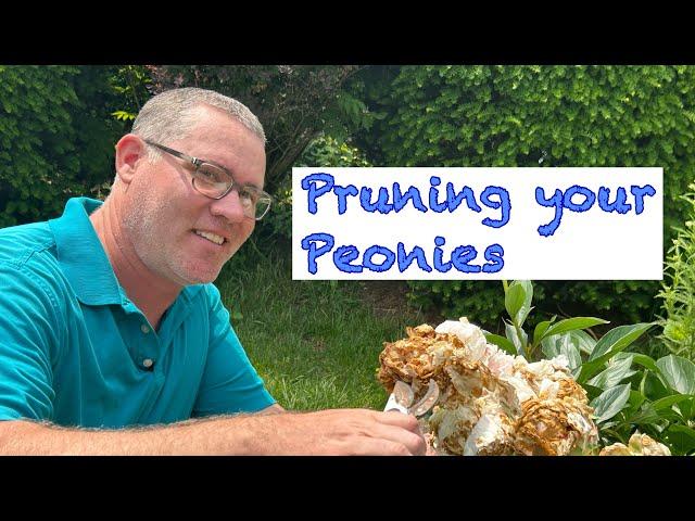 Deadheading your Peony flowers, why you MUST do this