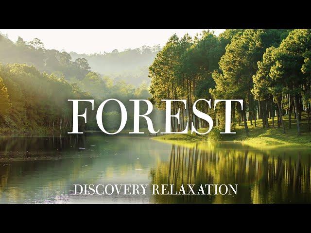 Forest 4K - Wonderful relaxing movie with soothing music