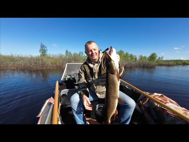 ЛЮБИМАЯ БЛЕСНА  ДЕЛАЕТ РЫБАЛКУ #щука #fishing #pike #pikefishing #bluefox