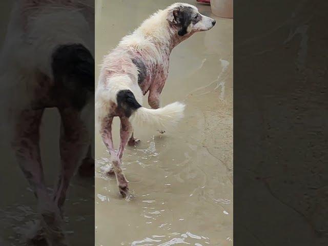 Приют затопило. Все собаки в воде