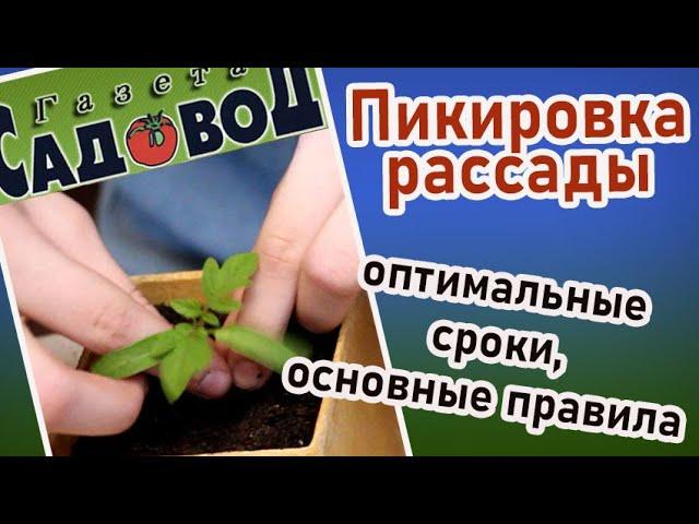 Пикировка рассады: оптимальные сроки, основные правила