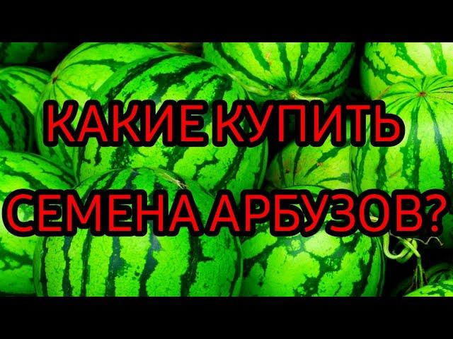 СЕМЕНА АРБУЗОВ / КАКИЕ КУПИТЬ СЕМЕНА АРБУЗОВ?