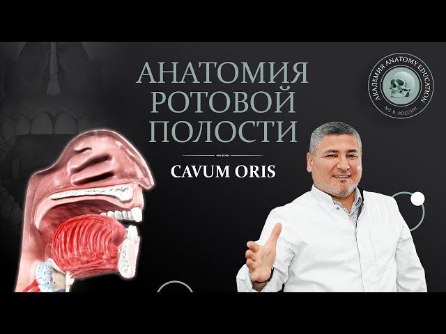 Анатомия ротовой полости / CAVUM ORIS