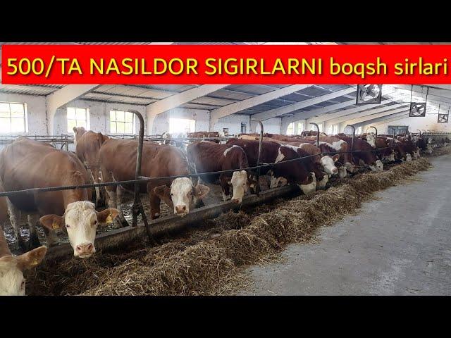 NASILDOR MOLLAR BOQISH SIRLARI OCHILDI