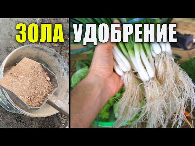 Древесная Зола Как Удобрение. Органическое земледелие