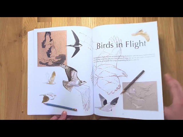 Laws Guide to Drawing Birds by John Muir Laws