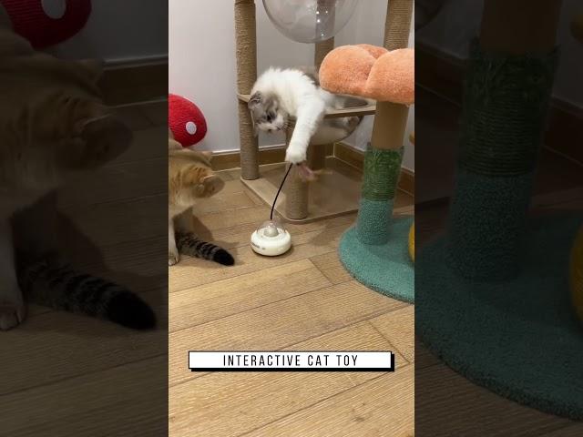 Interactive cat toy, Link is on bio or copy:www.niopets.com