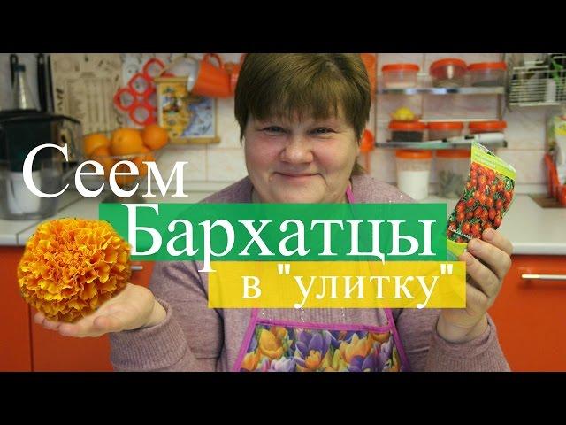 Сеем бархатцы в "улитку". Просто и эффективно.  (07.03.2016 г.).