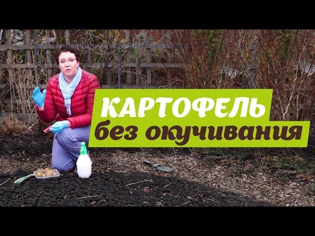 КАРТОФЕЛЬ БЕЗ ОКУЧИВАНИЯ. Посадка картофеля под траву