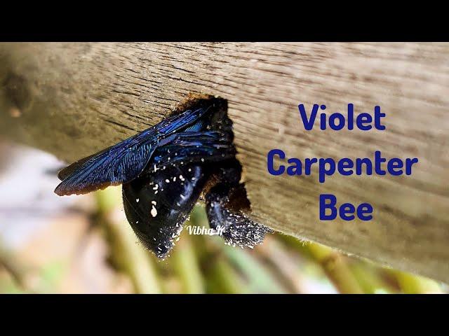 Violet Carpenter Bee  