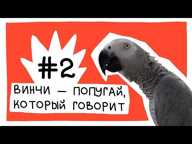 Винчи — попугай, который говорит. Сборник #2