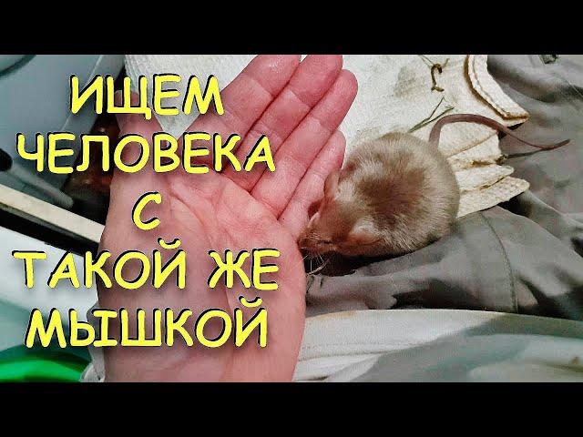 НАШЕЙ МЫШКЕ КАРАМЕЛЬКЕ НУЖНА ДРУГАЯ МЫШКА! ИЩЕМ ЧЕЛОВЕКА, У КОТОРОГО ЕСТЬ САТИНОВАЯ МЫШЬ