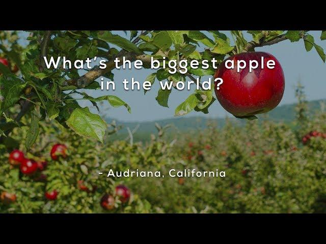 Whats the biggest apple in the world?