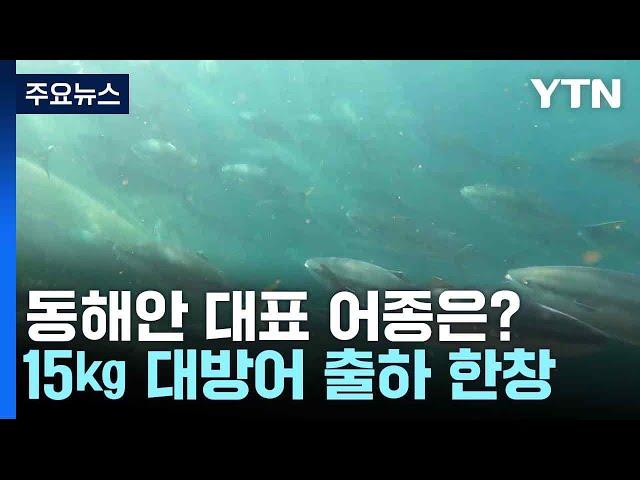 동해안 대표 어종은?...15㎏ 대방어 출하 한창 / YTN