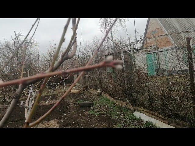 Плодовые почки ПЕРСИКА и НЕКТАРИНА.