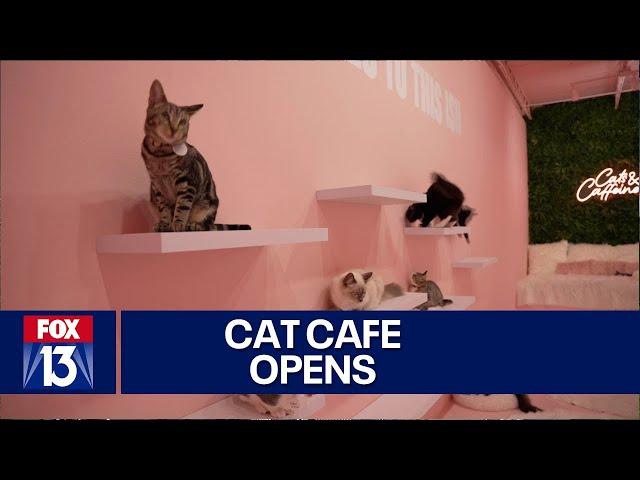 Florida cat café combines kittens and coffee