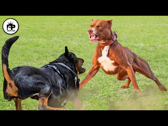 Rottweiler vs Pitbull: Which Is The Better Pet?