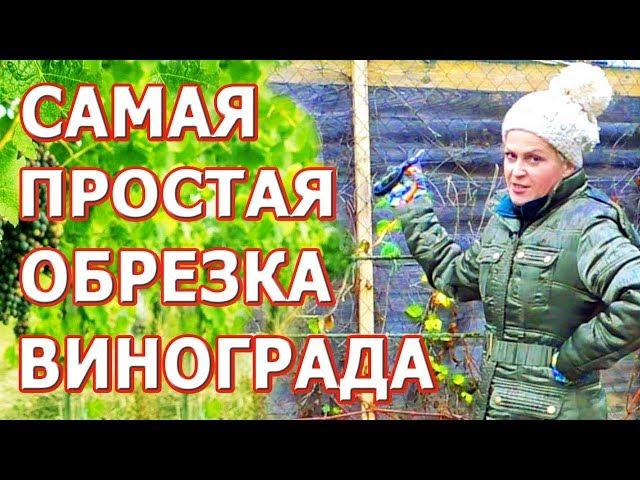 Обрезка винограда осенью, подготовка перед укрытием винограда. Подготовка винограда к зиме.