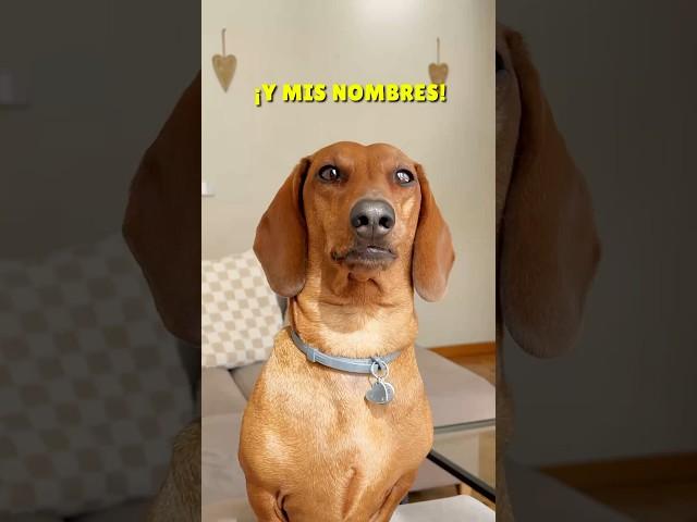 ¿Cuál te gusta más?  #shorts #reels #perrosalchicha #viral #teckel #dog #perros #subscribe