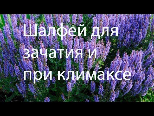 Шалфей для зачатия и при климаксе.  Лечебные свойства, применение и противопоказания