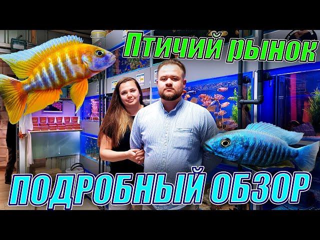 Цихлиды, гуппи, карпы кои и ФОРЕЛЬ! Подробный обзор птичьего рынка