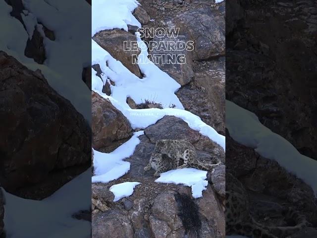 Snow Leopards Mating #animalkingdom #wildlifeencounters #naturevibes #snowleopards #naturelovers