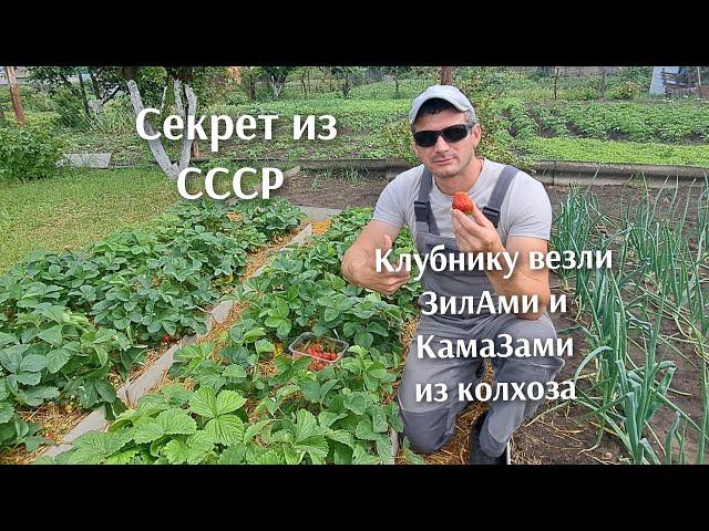 Благодаря этому секрету в СССР клубнику везли с полей КамаЗами