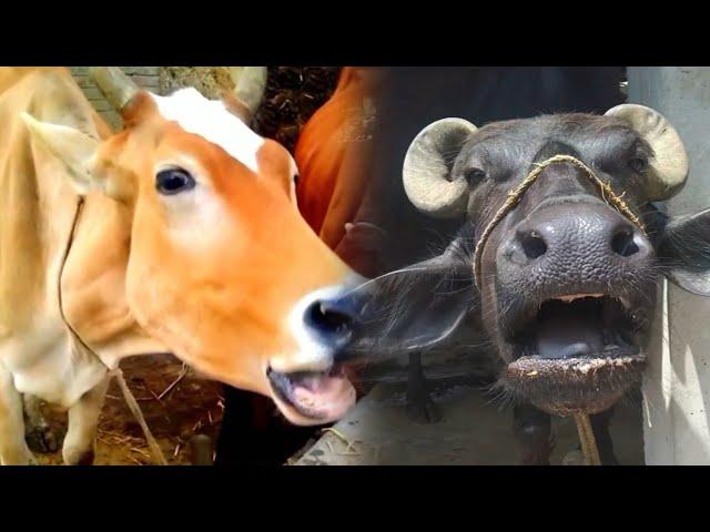 cow  buffalo sound   Ep - 12 #sound #cow #animals #village #buffalo