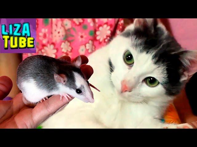 Реакция КОТА  Кот и Крыса подружатся ? Лиза и питомцы