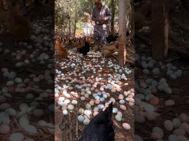 Amazing Harvest Chicken Eggs #amazing #harvest #chicken #eggs #animal #farmlife #viral #wildlife