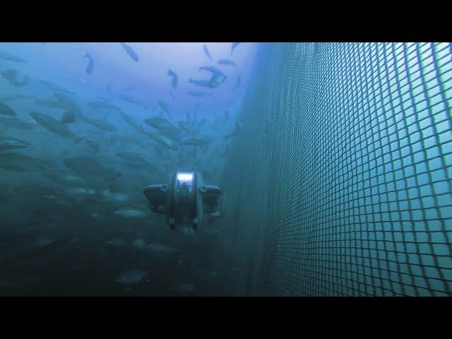 Top 6 uses for ROV's in Aquaculture | Deep Trekker