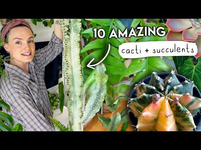 I'm a Cactus Convert (+ a sucker for succulents)  TOP 10 AMAZING Cacti + Succulents